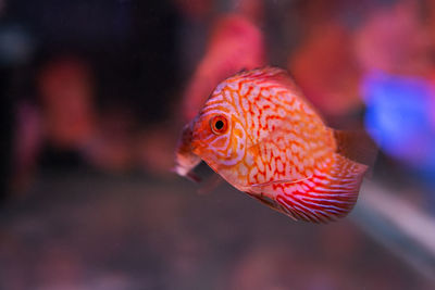 Close-up of cichlid swimming in aquarium