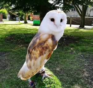 Close-up of owl perching on field