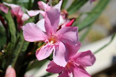 Close-up of pink flower blooming outdoors