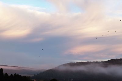Low angle view of birds flying in sky