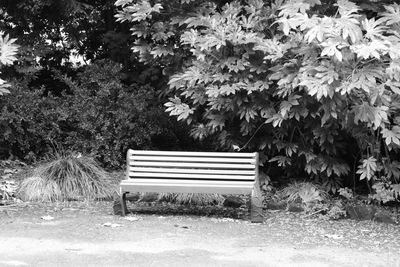 Empty bench in park