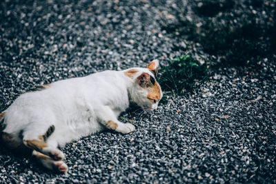 View of a cat lying on road