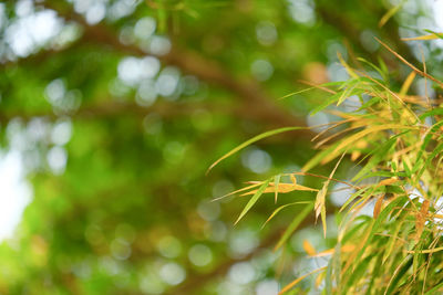 Close-up of fresh green plant