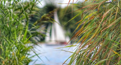 Plants growing in water