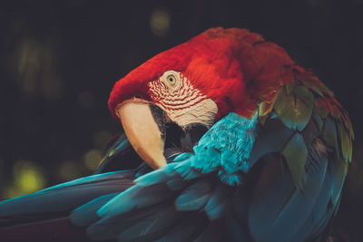 Close up of parrot