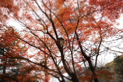 Low angle view of trees against sky
