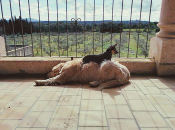 Two cats relaxing on tiled floor