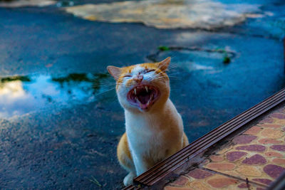 Cat yawning