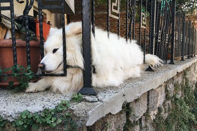 View of a dog resting