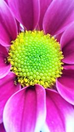 Close-up of pink flower blooming outdoors