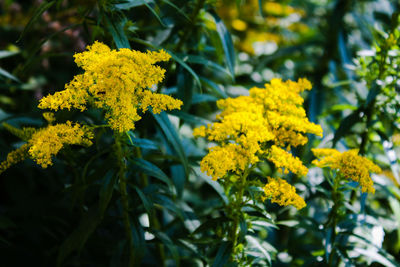 Yellow flowers with leaves