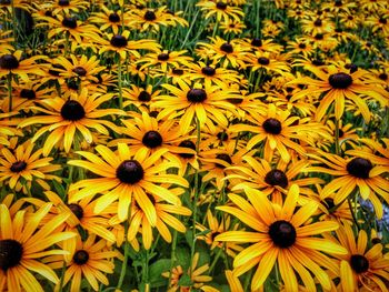 Full frame of sunflower