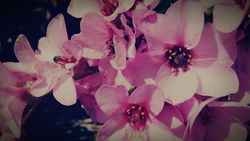 Close-up of pink flower
