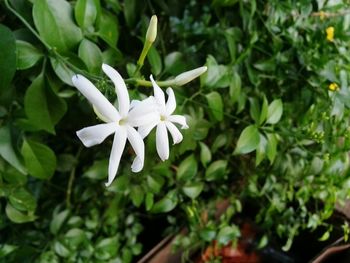 Close-up of white flowers