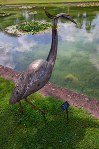 Bird on a lake