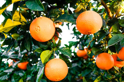 Orange fruits on tree