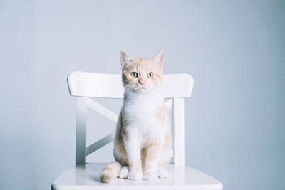 Portrait of cat sitting on chair against wall