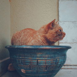 Close-up of cat in container against wall