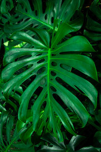 Full frame shot of green plant