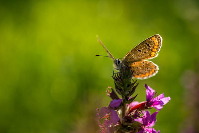 Close-up of butterfly pollinating on purple flower