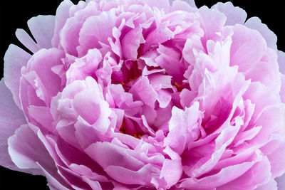 Close-up of pink rose flower against black background