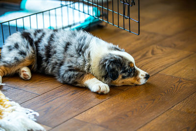 High angle view of cat lying on hardwood floor