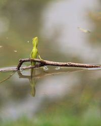 branch