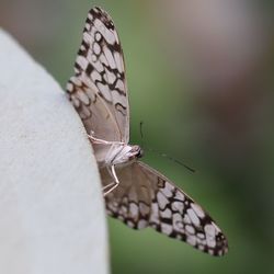 Close-up of butterfly on flower