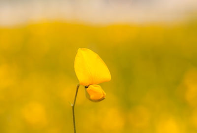 Close-up of yellow flowering plant