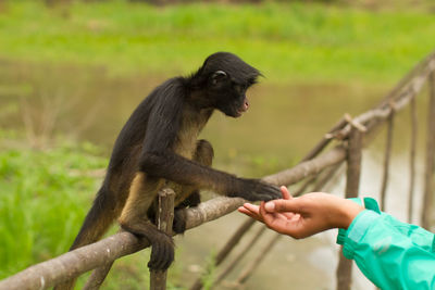 Close-up of hand holding stick in zoo