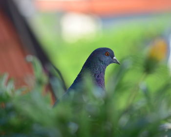 Close-up of pigeon