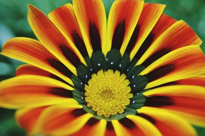 Close-up of yellow flower blooming outdoors