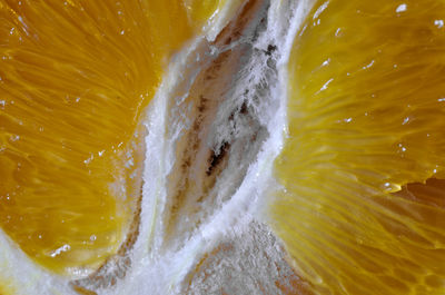 Close-up of water drops on white background