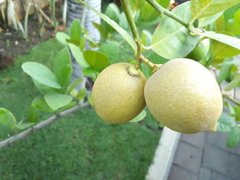 Close-up of fruit growing on tree