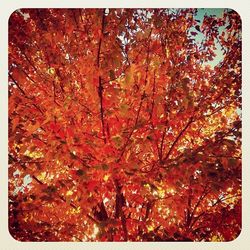 Low angle view of trees