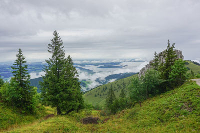 Scenic view of forest against sky