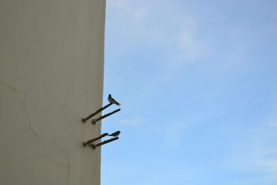 Low angle view of bird against blue sky