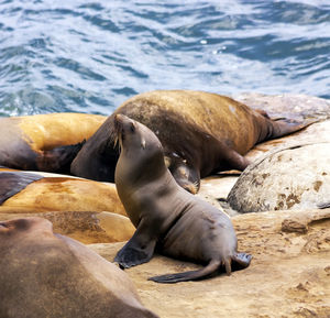 Image of a sea lion was captured in la jolla, united states of america.