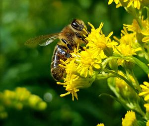 Close-up of insect on yellow flower