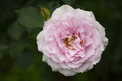 Close-up of pink rose