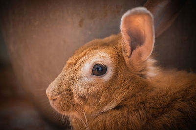Close-up of a rabbit looking away