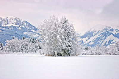 Snow covered landscape and trees against sky