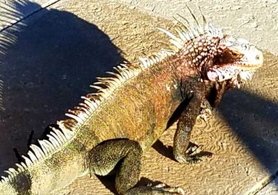 Close-up of a lizard