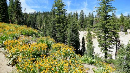 Yellow flowers blooming against trees in forest