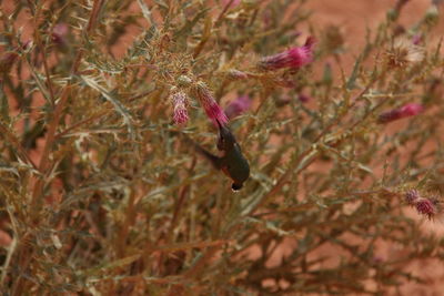 Close-up of honey bee on flower