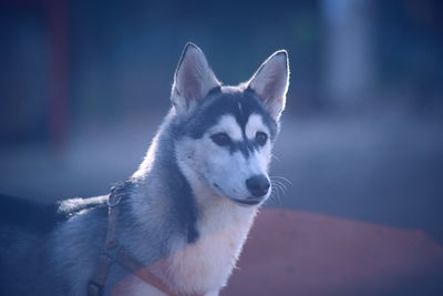 Close-up of a dog looking away