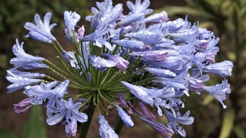 Close-up of purple flowering plant