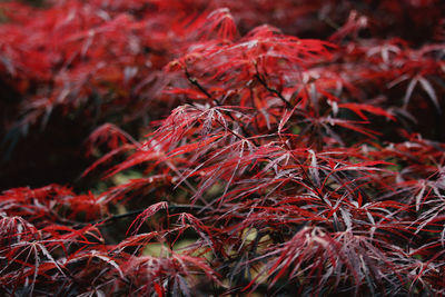 Close-up of autumn leaves on tree