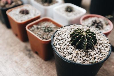 High angle view of potted plant on table