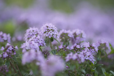 Close-up of purple flowers